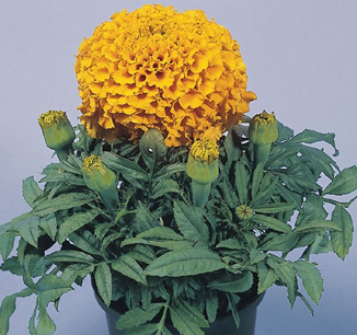 бархатцы прямостоячие Tagetes erecta